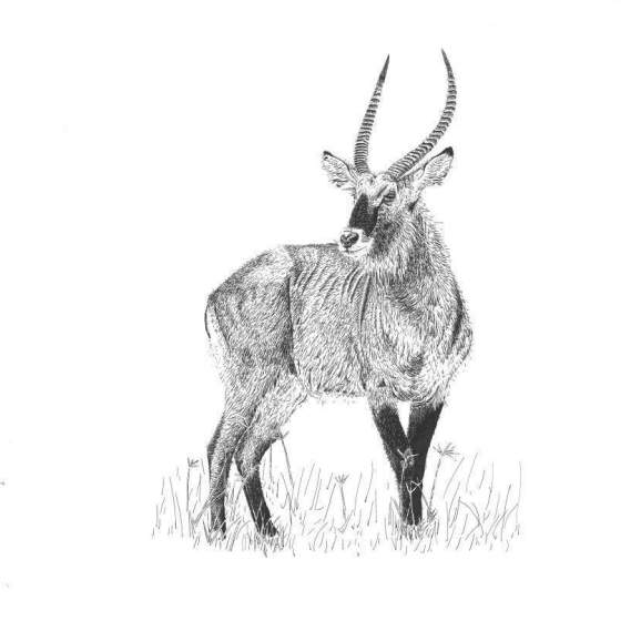 ANTILOPE-DE-AGUA