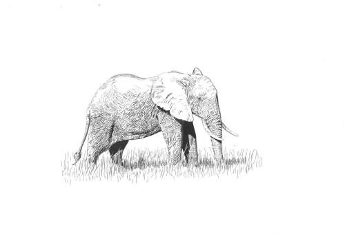 ELEFANTE