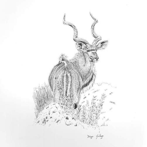 KUDU