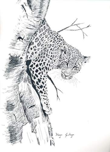 LEOPARDO-VENDIDO