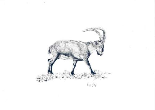 MACHO-MONTES-VENDIDO